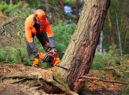 Reliable Balcones Heights, TX  Tree Services Solutions