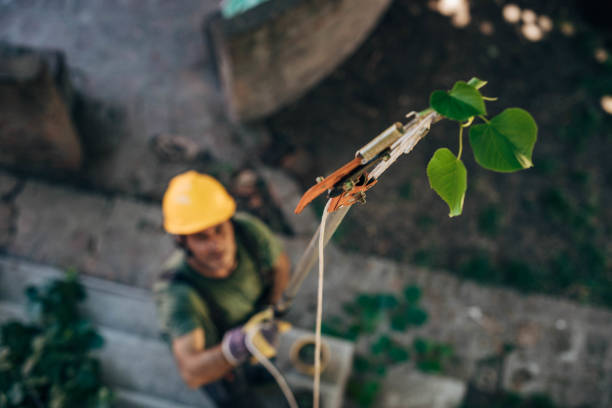 Leaf Removal in Balcones Heights, TX