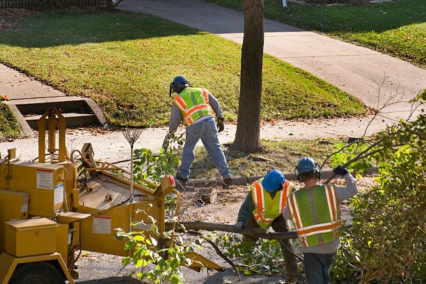 How Our Tree Care Process Works  in  Balcones Heights, TX